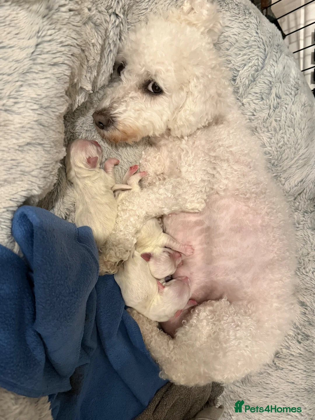 Bichon Frise dogs for sale: Bichon frise  in Ipswich - Advert 13