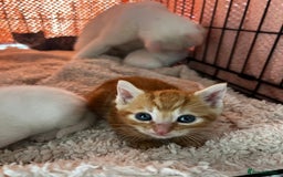 Turkish Angora cats for sale: 🐯 Beautiful Turkish Angora kittens 🐯  - Image 6