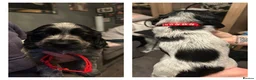 Cocker Spaniel dogs for sale: Blue roan cocker spaniels  - Advert 3