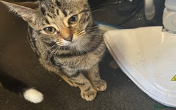 Mixed Breed cats for sale: 4 female bengal kittens  - Image 8