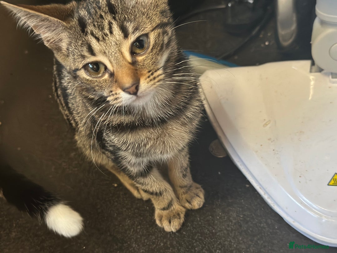 Mixed Breed cats for sale: 4 female bengal kittens  - Image 8
