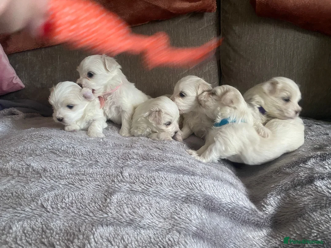Maltese dogs for sale: Maltese babies - Advert 9