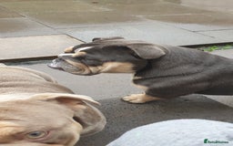 English Bulldog dogs for sale: English bulldog female - Image 2