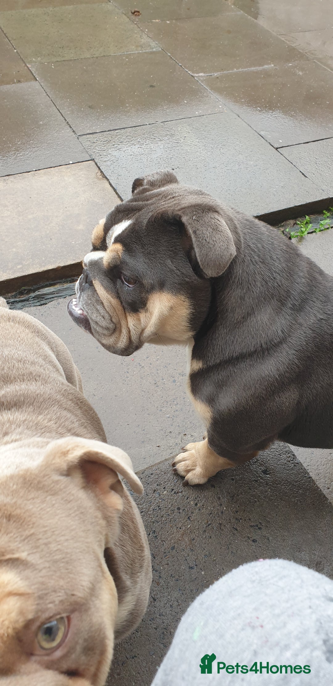 English Bulldog dogs for sale: English bulldog female - Image 2