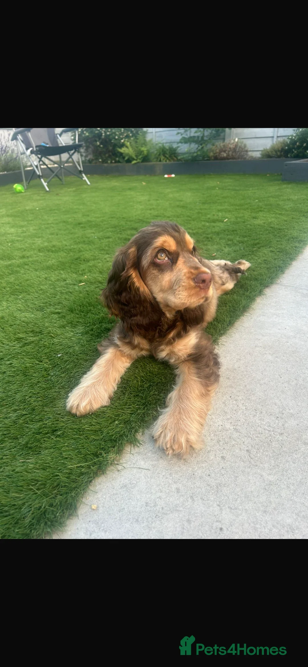Cocker Spaniel dogs for stud: Extensively Health Tested Show Cocker Spaniel  in Leicester - Advert 18