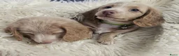 Miniature Dachshund dogs for sale: 🐾A rare pair of identical twins mini dachshunds🐾 - Advert 22