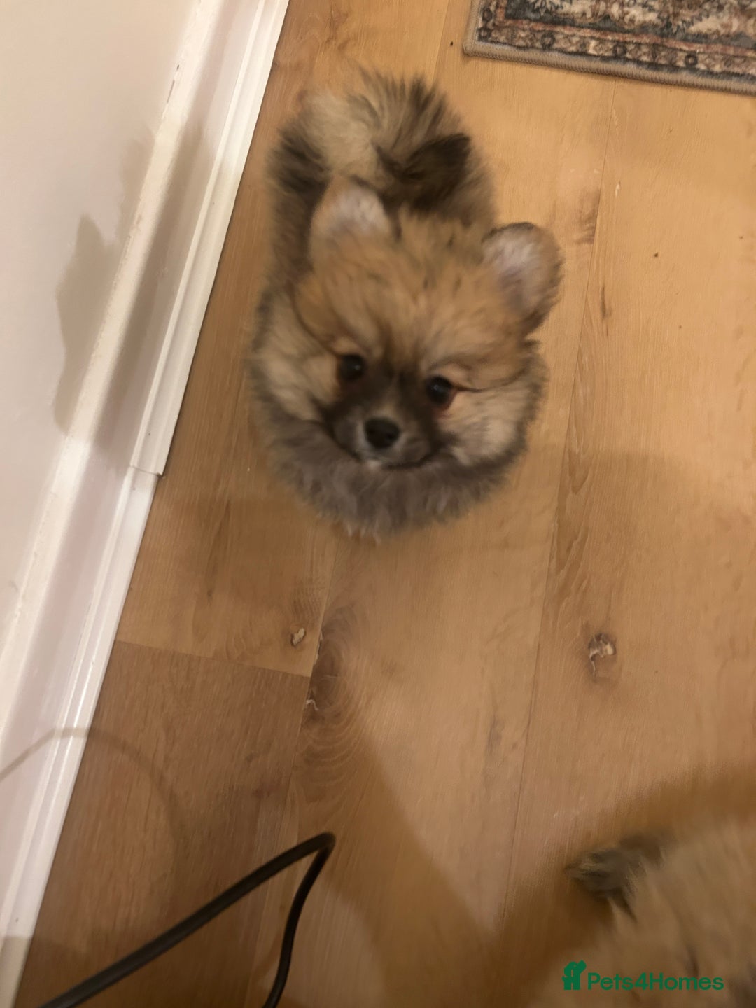 Pomeranian dogs for sale: Ready now***tiny teddy faced Pomeranian baby’s.  - Advert 14