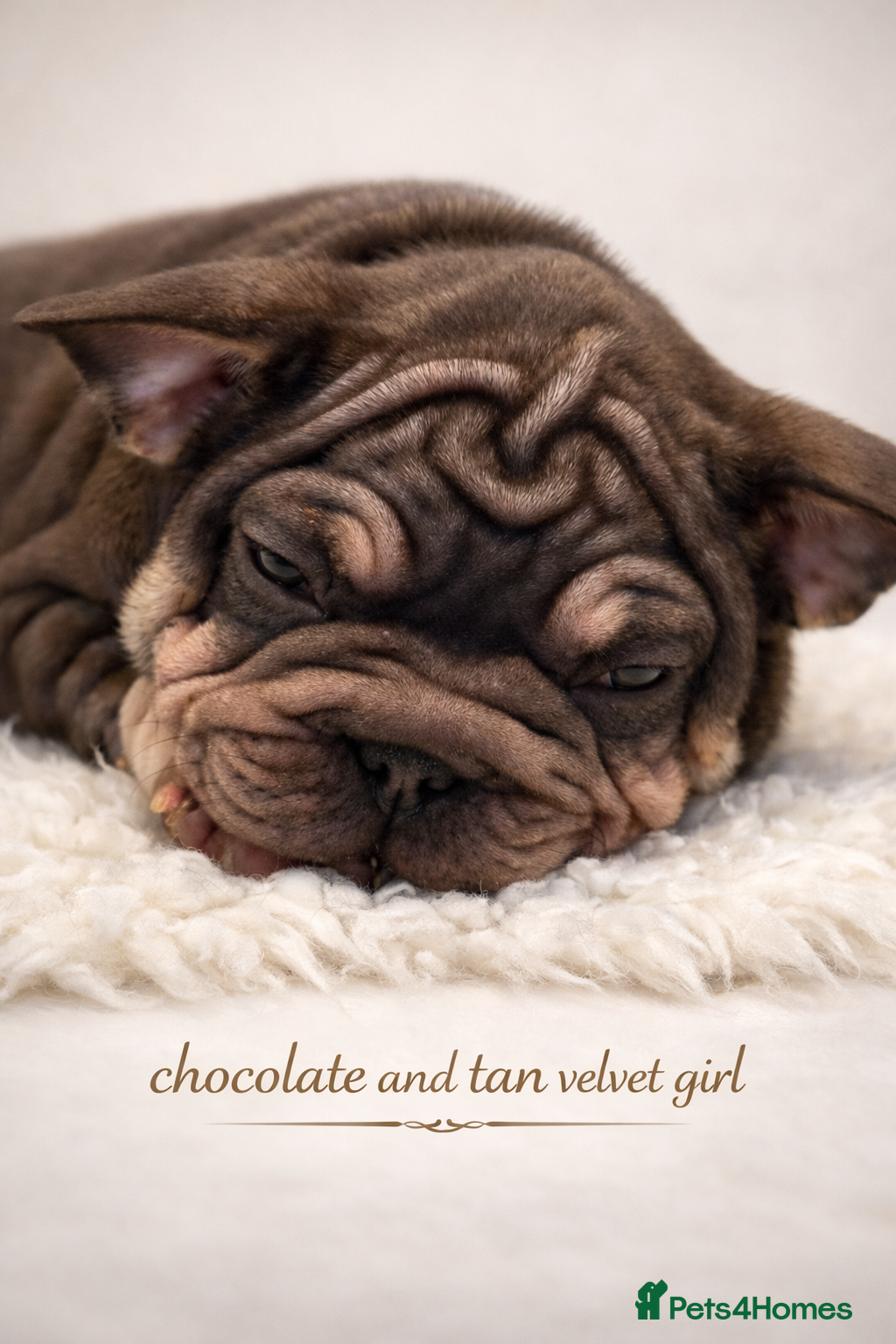 French Bulldog dogs Beautiful French bulldog puppies - Advert 3