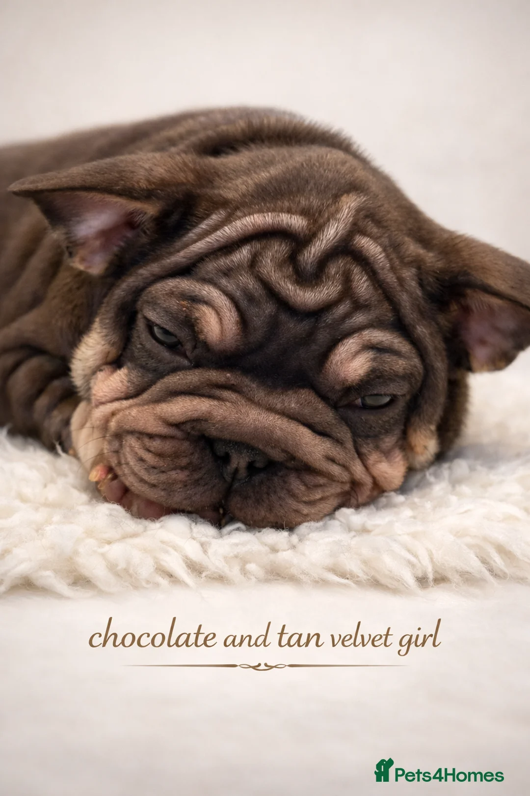 French Bulldog dogs for sale: Beautiful French bulldog puppies - Advert 1