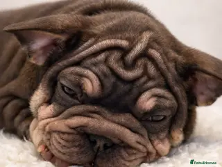 French Bulldog dogs Beautiful French bulldog puppies - Advert 6