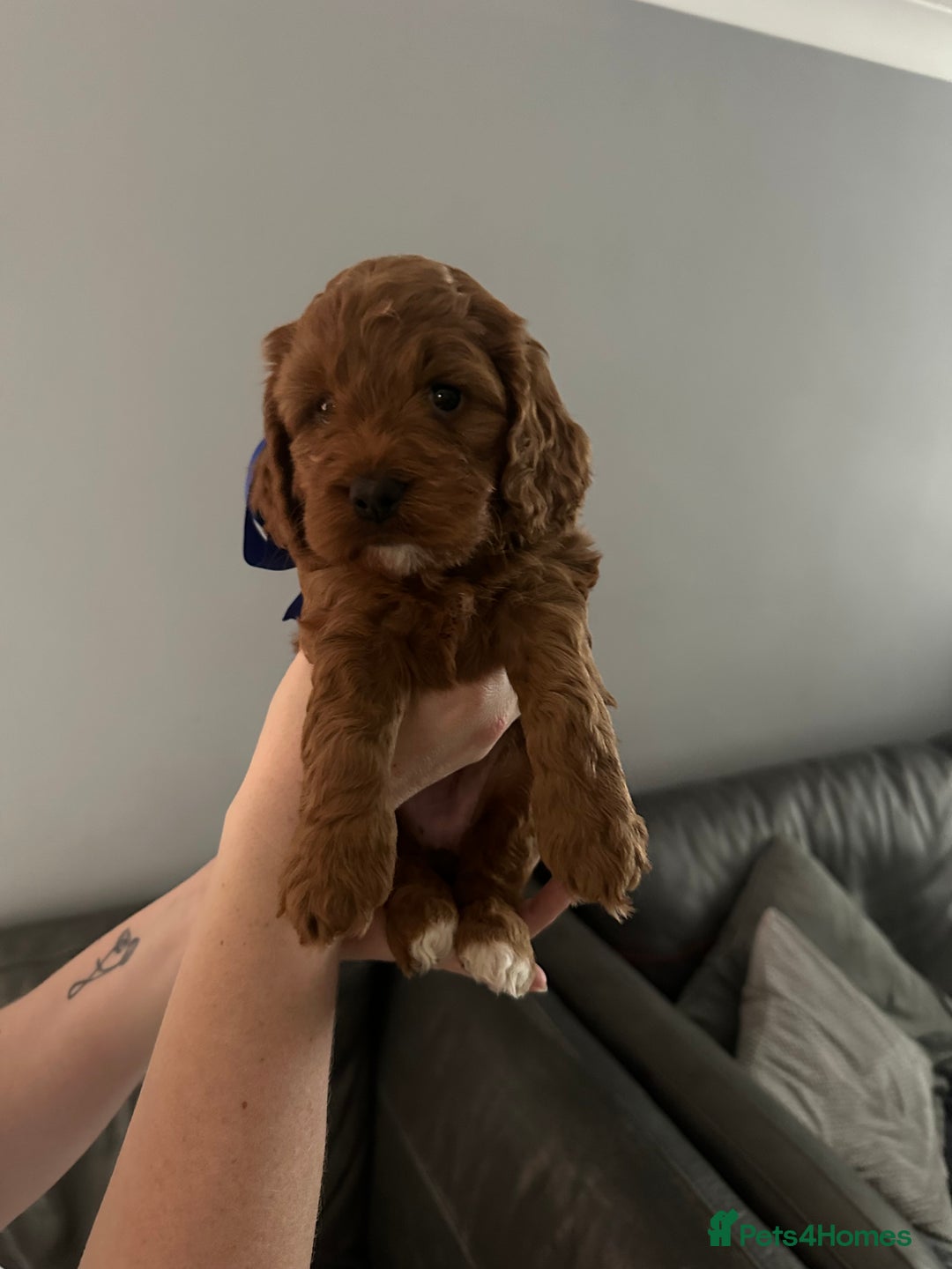 Cockapoo dogs for sale: Cockerpoo puppies  - Advert 4
