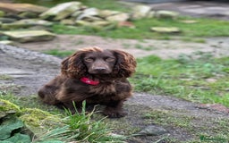Cocker Spaniel dogs for sale: Gorgeous WCS excellent temperament  - Image 7