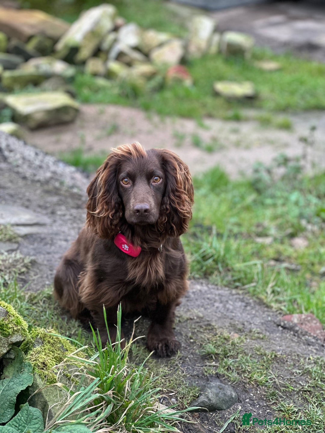 Cocker Spaniel dogs for sale: Gorgeous WCS excellent temperament  - Image 7