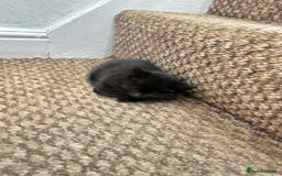 Exotic cats for sale: Kitten for sale - Image 10