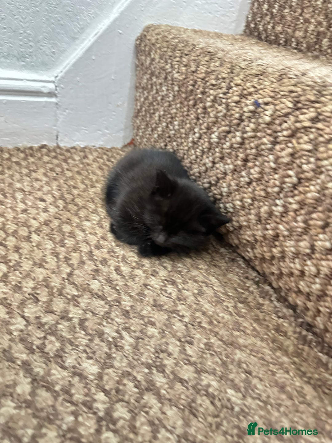 Exotic cats for sale: Kitten for sale - Image 10