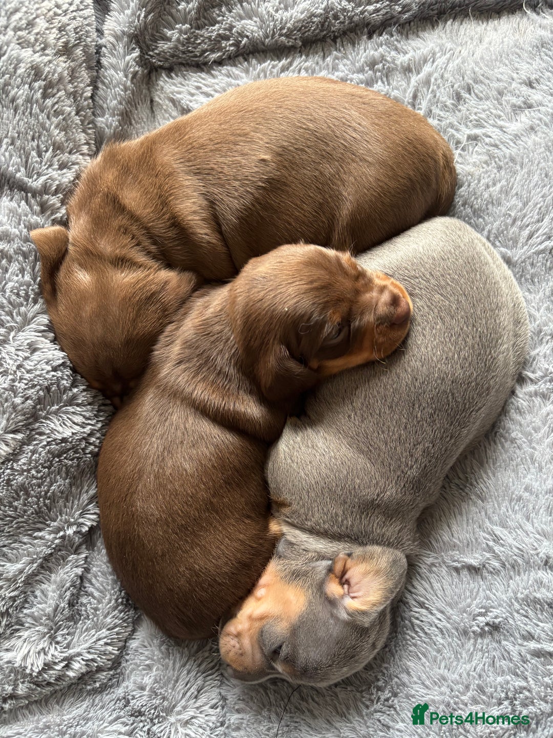 Miniature Dachshund dogs for sale: Miniature dachshund puppies - Image 7
