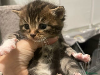 Domestic Shorthair cats Beautiful kittens for sale - Advert 9