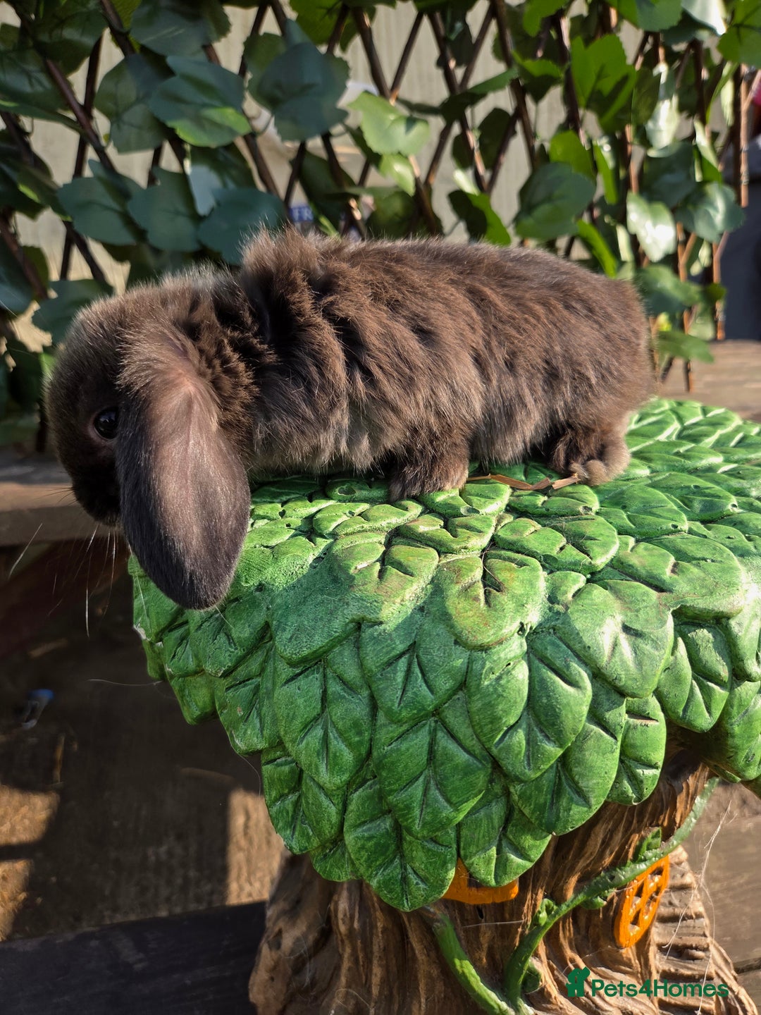 Mini Lop rabbits for sale: Pure bred Mini Lop Bunnies - Image 12