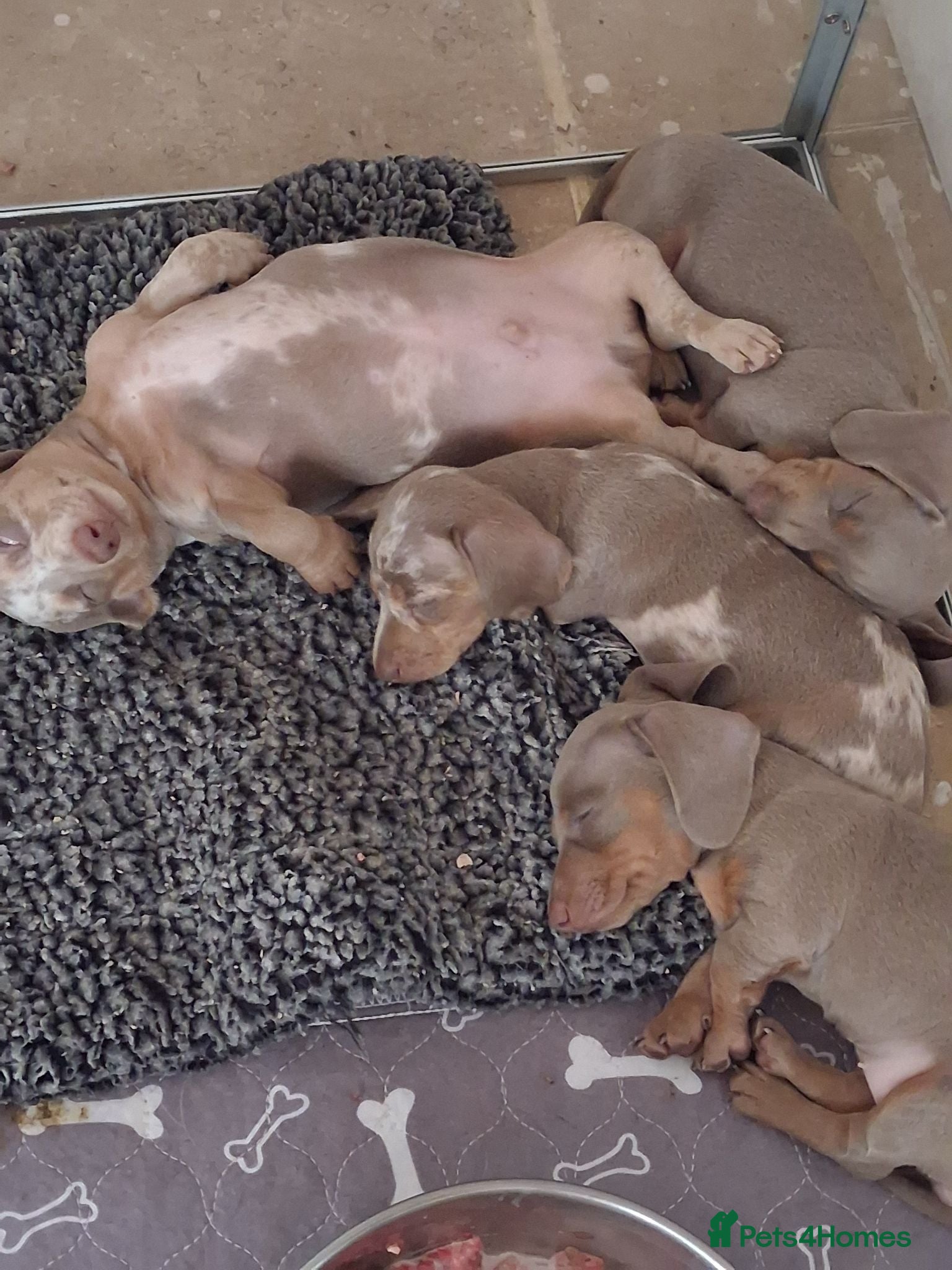 Miniature Dachshund dogs 3 Isabella and Tan puppies ready to go 10th July - Advert 2