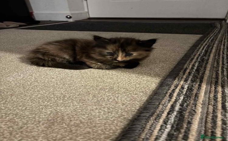 Mixed Breed cats - Advert 12