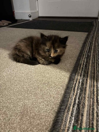 Mixed Breed cats - Advert 12