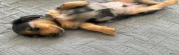 Miniature Dachshund dogs for sale: Beautiful rare miniature Daschunds. Pure 🧬  - Advert 18