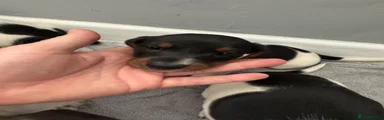 Miniature Dachshund 2