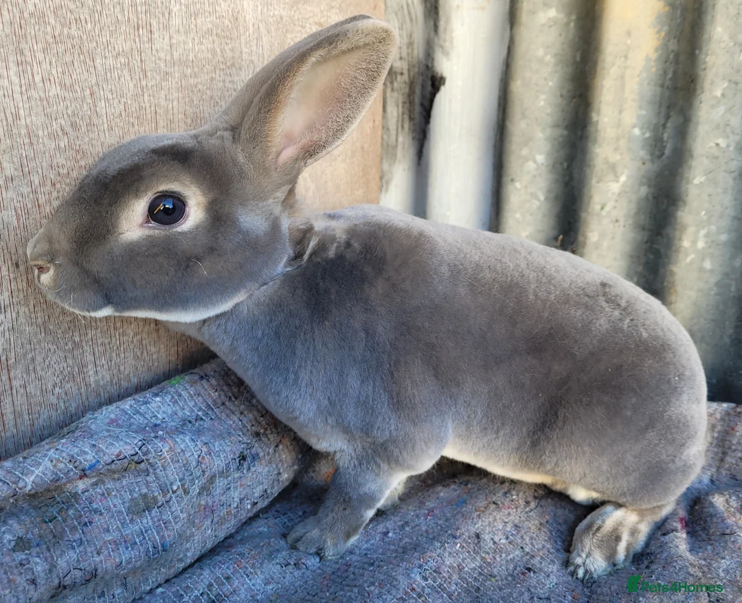 Rex rabbits for sale:  3 x rex does - 6 months old - Advert 10