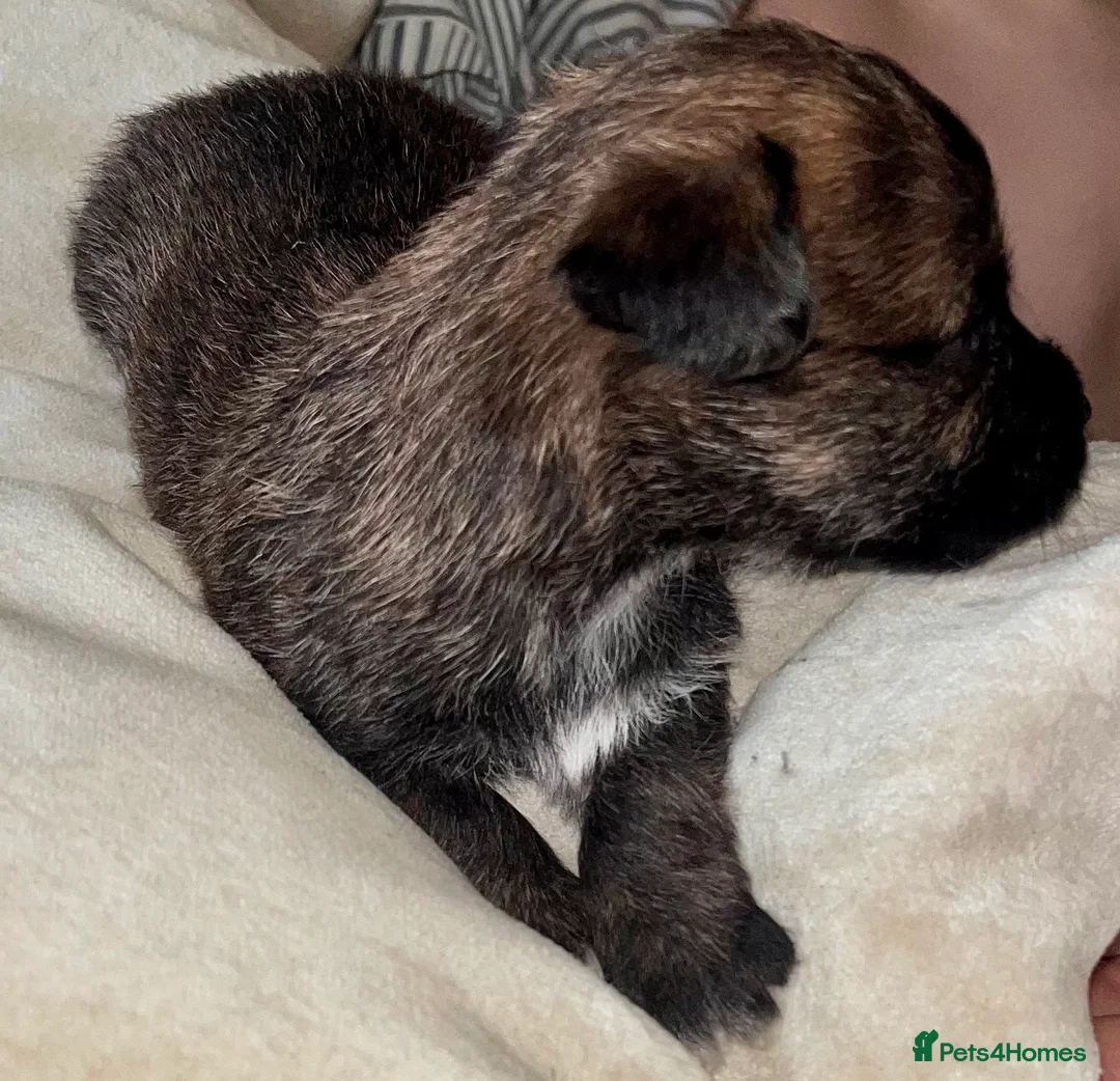 Jackapoo dogs for sale: 5 Adorable Jackapoo Puppies in Erith - Advert 2