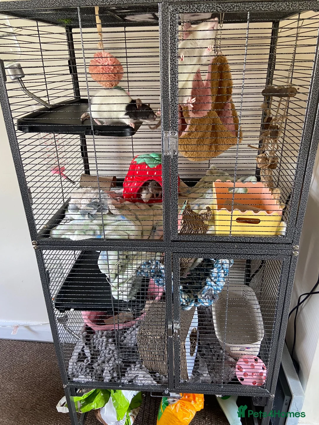 Rat rodents for sale: 4 Friendly Female Rats + Large Full Setup 🐀❤️ in Nuneaton - Advert 1