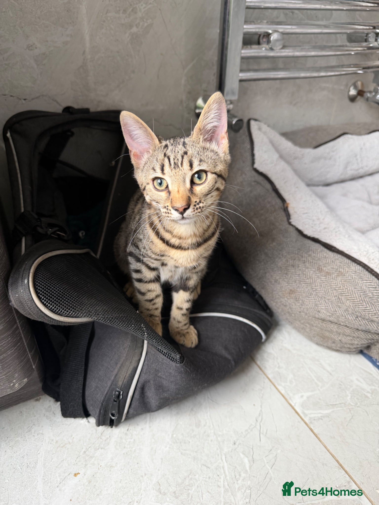 Mixed Breed cats for sale: BENGAL MIX KITTENS 4 SALE SOUTH LONDON - Advert 5