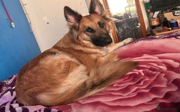 German Shepherd dogs for sale: Thunder  - Image 2
