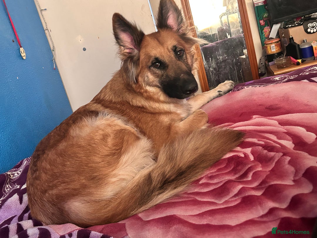 German Shepherd dogs for sale: Thunder  - Image 2