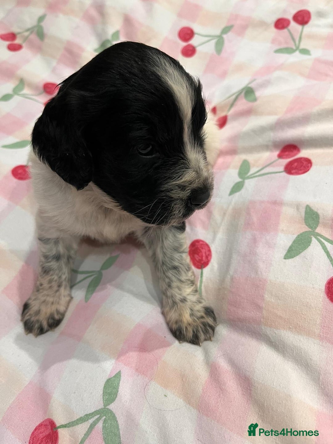 Sprocker dogs for sale: Beautiful Sprocker puppies - Advert 2