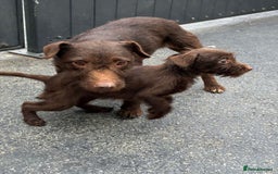 Patterdale Terrier dogs for sale: ⭐️ Patterdale puppies only 2 girls available ⭐️ - Image 12