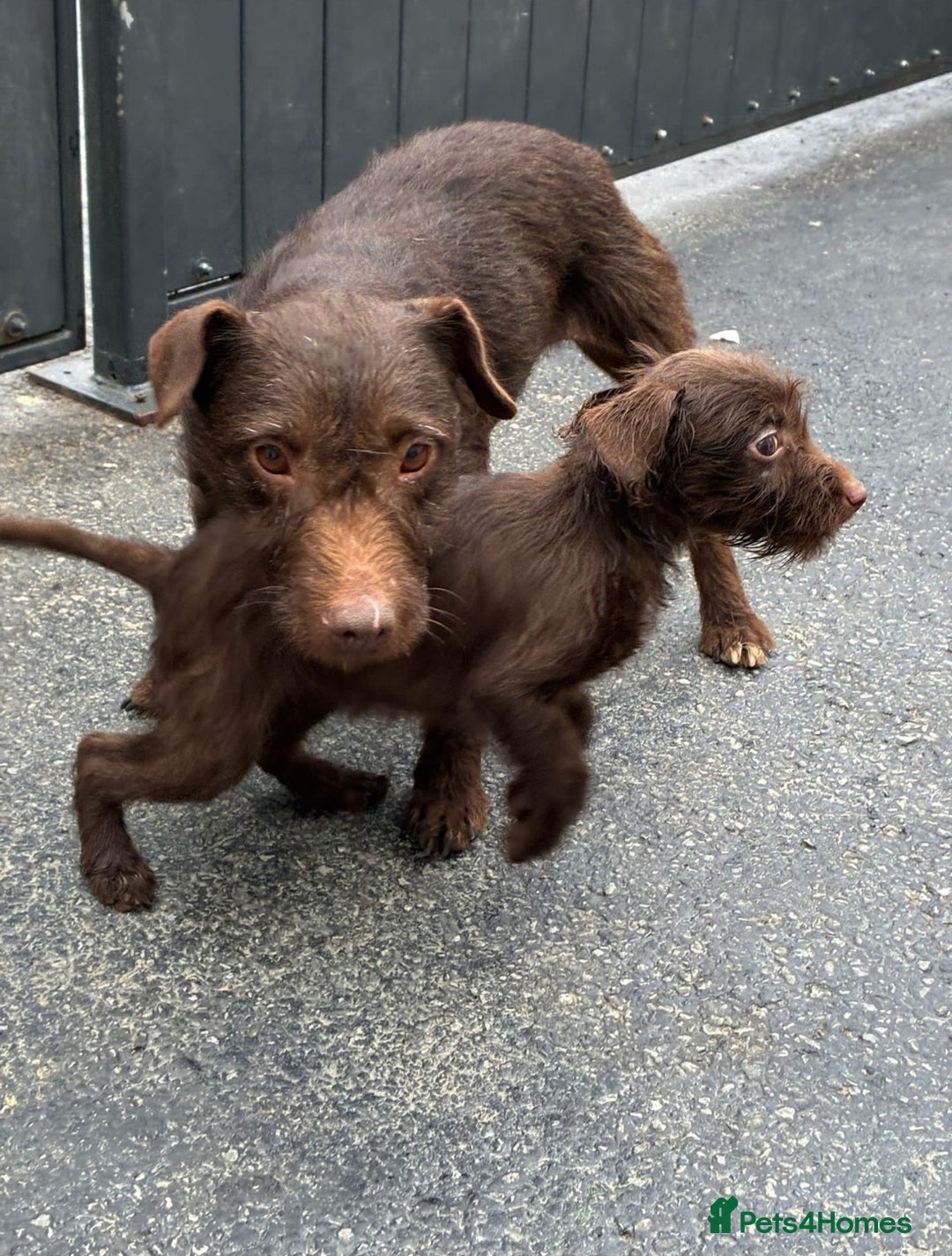 Patterdale Terrier dogs for sale: ⭐️ Patterdale puppies only 2 girls available ⭐️ - Image 12
