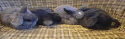 Mini Lop rabbits for sale: baby mini lop boys for sale - Advert 2