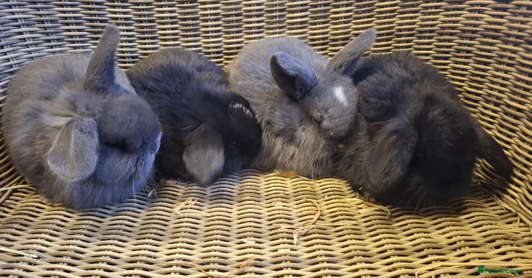 Mini Lop rabbits for sale: baby mini lop boys for sale - Advert 2