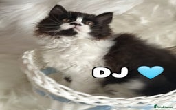 British Shorthair cats for sale: Pedigree Champion line BLH/BSH kittens 🩵🩷💙 - Image 16