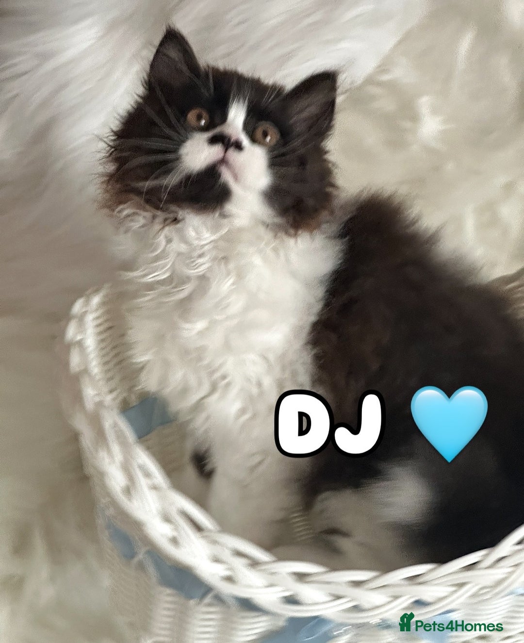 British Shorthair cats for sale: Pedigree Champion line BLH/BSH kittens 🩵🩷💙 - Image 16