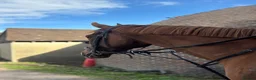 English Thoroughbred horses for sale: Super safe confidence teens horse in Lingfield - Advert 6