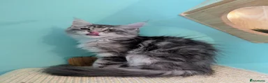 Blue silver classic tabby -girl 