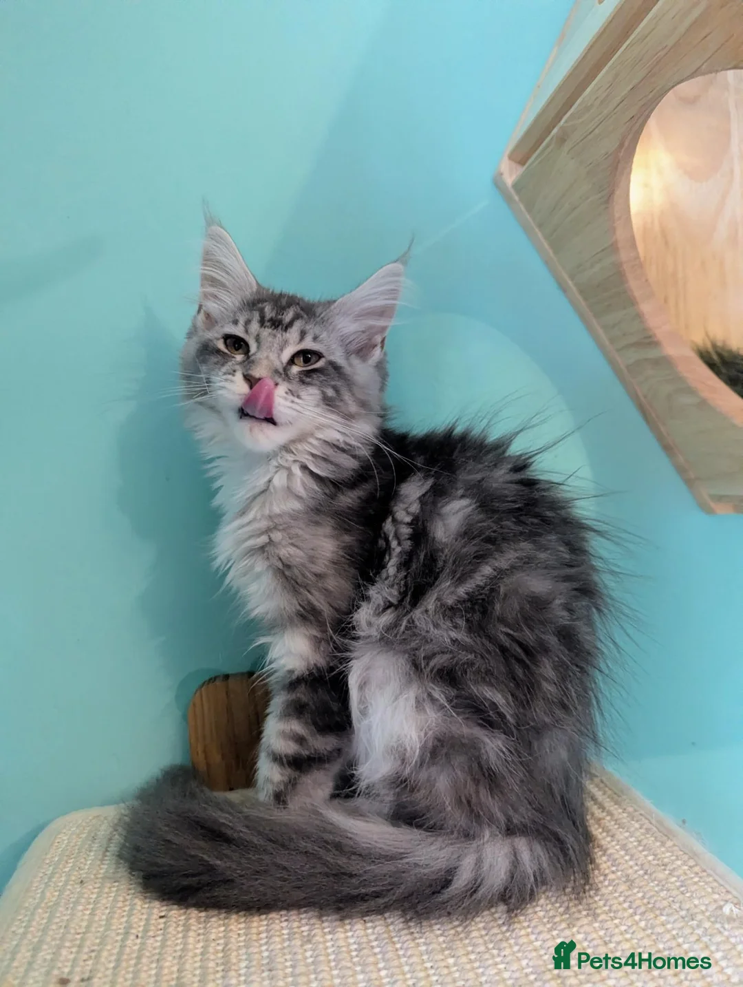 Maine Coon cats for sale: Maine Coon Pedigree Kittens  - Advert 11