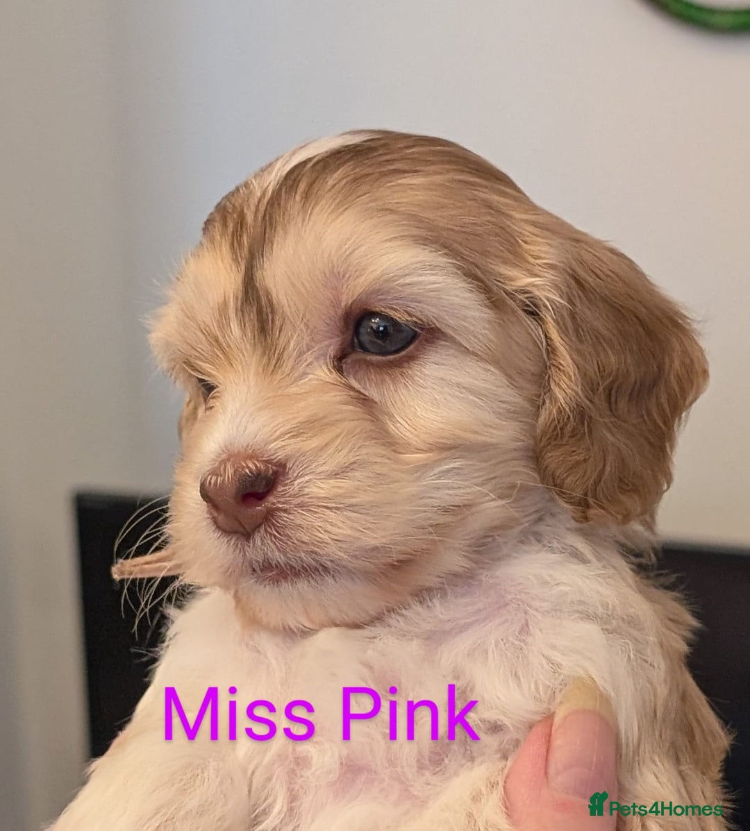 Mixed Breed dogs for sale: Beautiful Miniature Cockerdoodle pups - Image 11