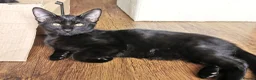 Mixed Breed cats for sale: Gorgeous, playful & affectionate kittens - Advert 3