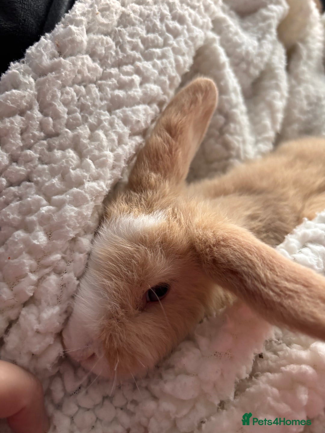 Mini Lop rabbits for sale: purebred Mini Lops  - Advert 8
