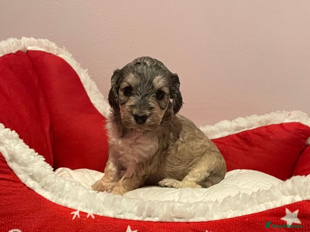 Cockapoo dogs for sale: 8 gorgeous F1 Cockapoos - Advert 19