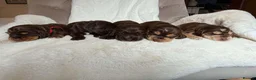 Cocker Spaniel dogs for sale: KC Reg, health tested Chocolate Puppies - Advert 4