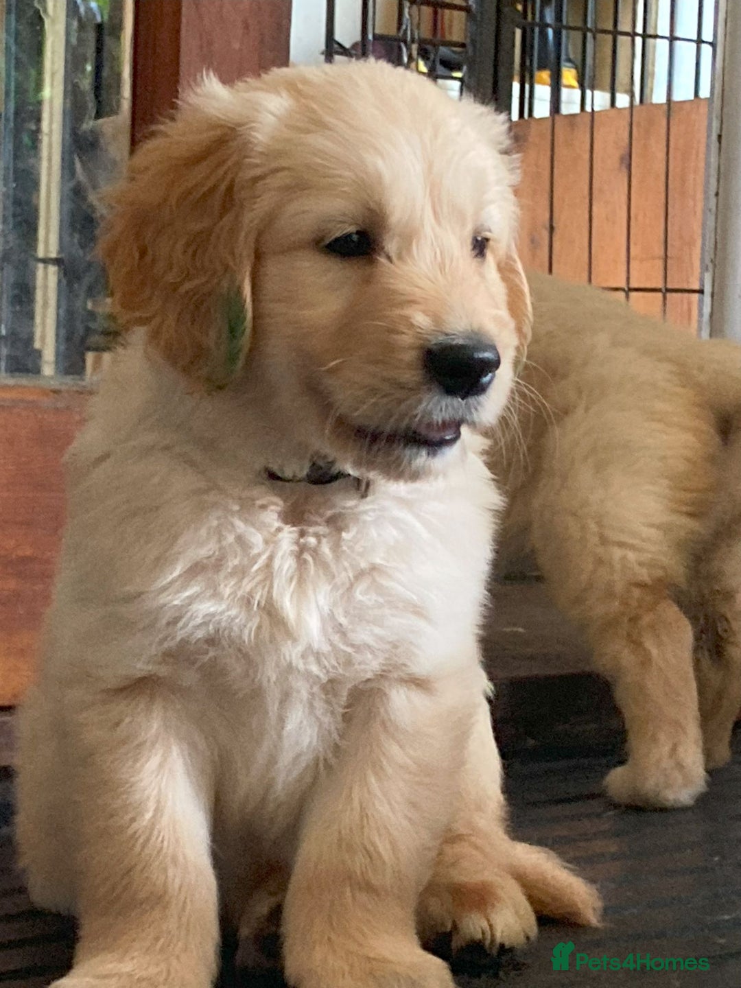 Golden Retriever dogs for sale: Fyffrind Meadow (Miss Purple)  - KC Reg. Goldies from a 5 Star Registered Breeder  - Image 5