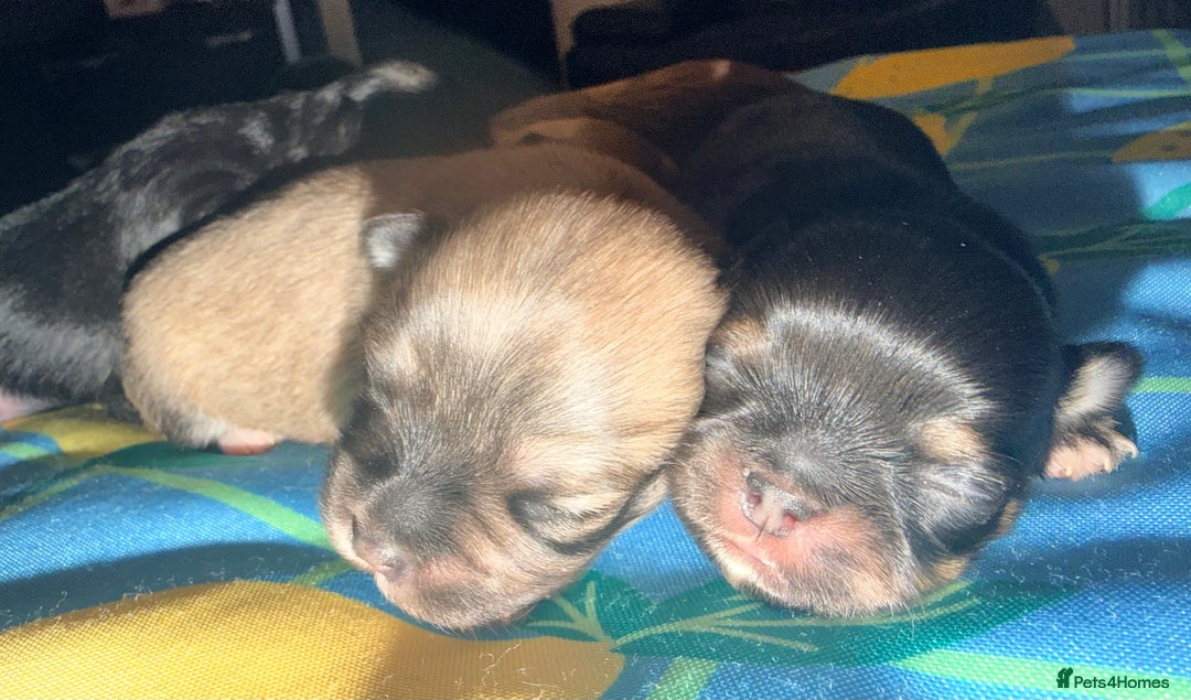 Mixed Breed dogs for sale: Malchi babies  - Advert 1